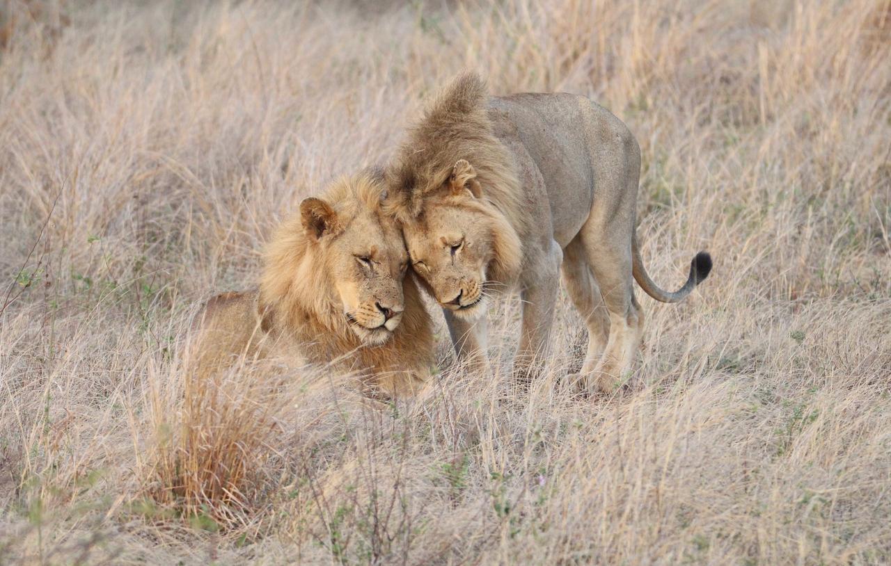Senalala Safari Lodge Частный заповедник Класери Экстерьер фото